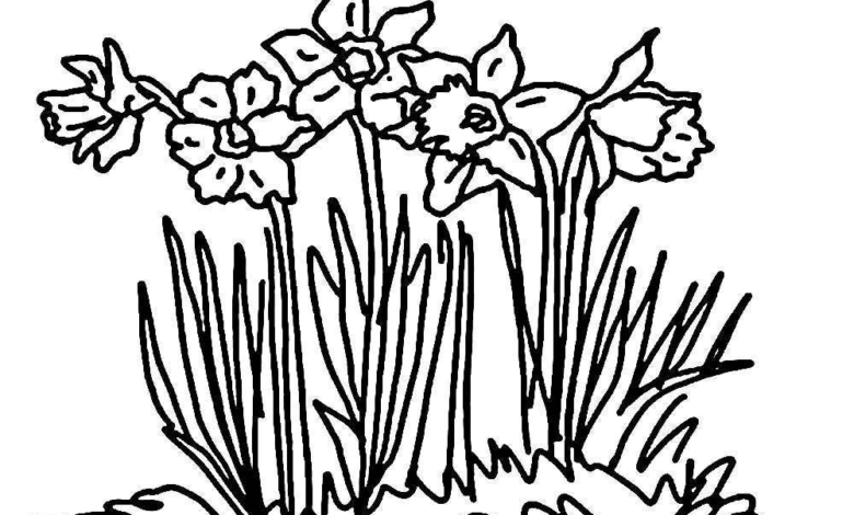 Daffodil Garden Coloring Page