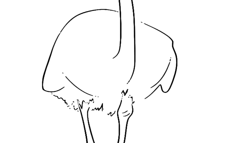 Emu Farm Animals Coloring Page