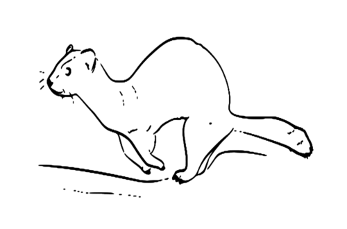 Ferret Farm Animals Coloring Page