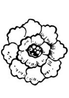 Flower Peony Coloring Page