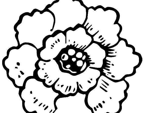 Flower Peony Coloring Page