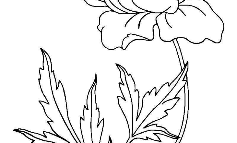 Flower Poppy Coloring Page