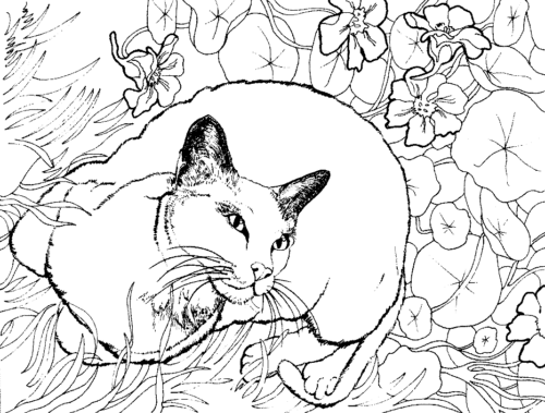 Flowers Cat Mandala Coloring Page