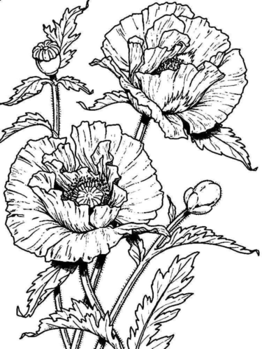 Flowers Poppies Coloring Page