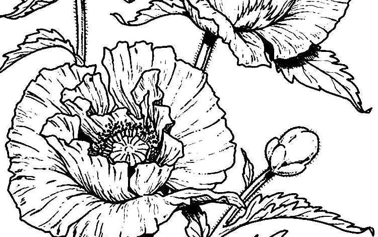 Flowers Poppies Coloring Page