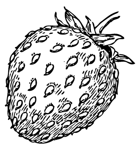 Fruit Realistic Strawberry Coloring Pagev