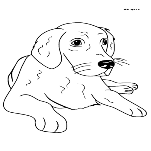 Golden Retriever Dog Farm Animals Coloring Page