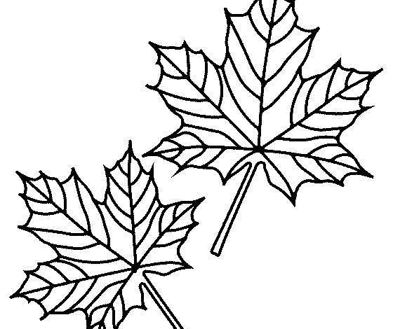 Maple Leaves Coloring Page