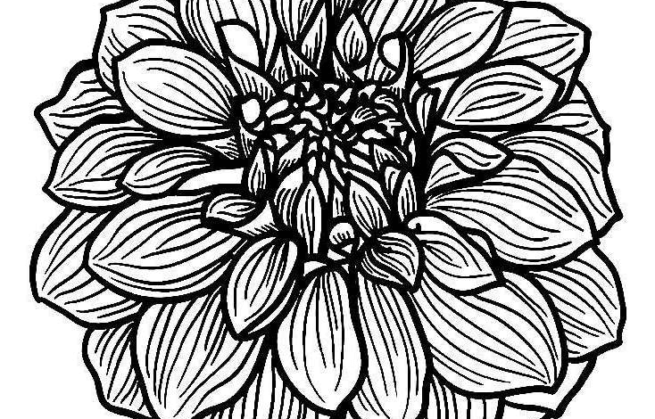 Pretty Dahlia Flower Coloring Page