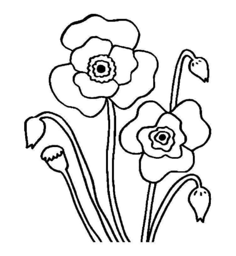 Pretty Poppies Coloring Page