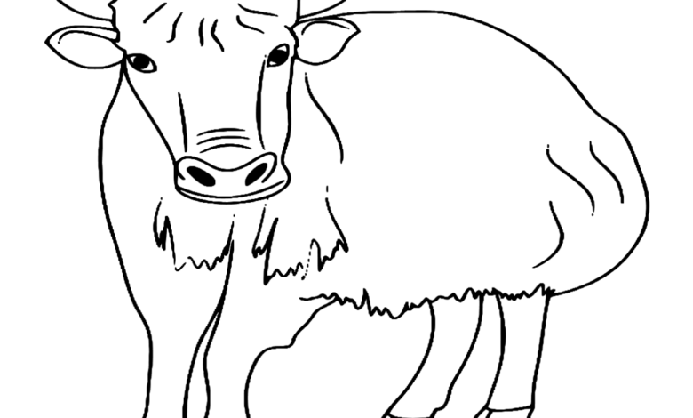 Yak Farm Animals Coloring Page