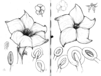 Hibiscus Flower Coloring Page