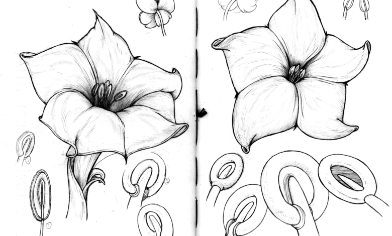 Hibiscus Flower Coloring Page