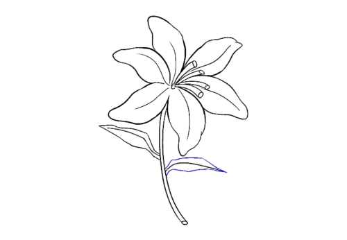 Flower Aesthetic Tiger Lily Easy Coloring Page