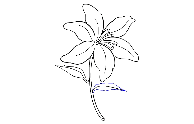 Flower Aesthetic Tiger Lily Easy Coloring Page