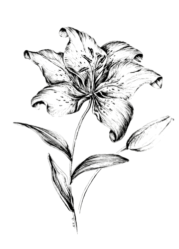Flower Aesthetic Tiger Lily Hard Coloring Page