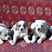 4 adet yavru Alabay kopegi 4 adet yavru Alabay kopegi