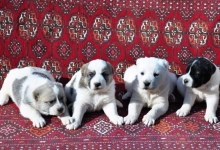 4 adet yavru Alabay köpeği