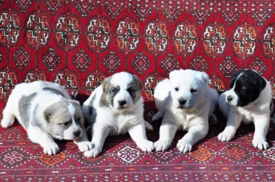 4 adet yavru Alabay kopegi