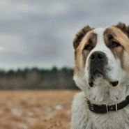 Alabay Kopegi Duvar Kagidi Alabai Dog Wallpaper Alabay Kopegi Duvar Kagidi Alabai Dog Wallpaper