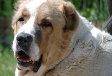 Alabay Orta Asya Türkmen Çoban Köpeği Yüzü