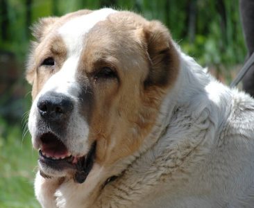 Alabay Orta Asya Turkmen Coban Kopegi Yuzu