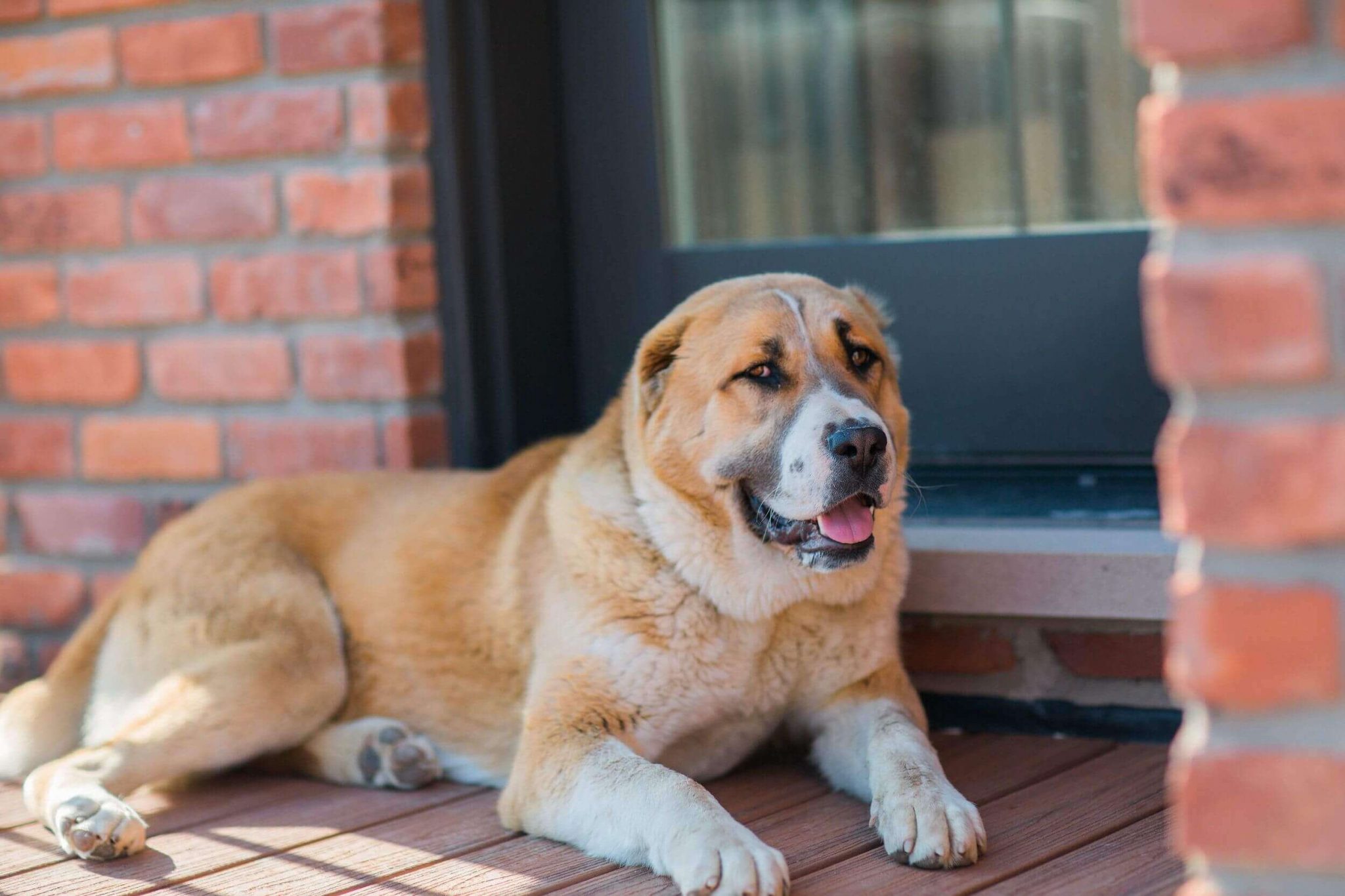 Bekçi Alabay Köpeği » Turkau