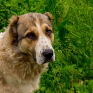 Big Alabai Dog Photo Big Alabai Dog Photo