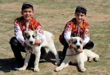 İki Türkmen Çocuk ve İki Alabay Köpeği