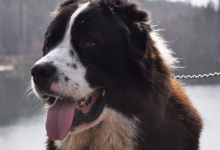 Kara Orta Asya türkmen Çoban Köpeği