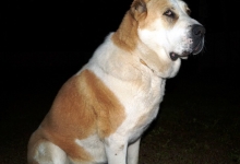 Karanlık Havada Türkmen Köpeği Alabay
