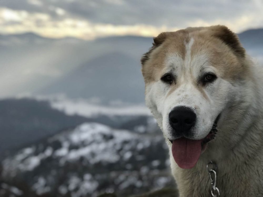 Orta Asya Türkmen Çoban Köpeği Alabay HD Duvar Kağıdı » Turkau