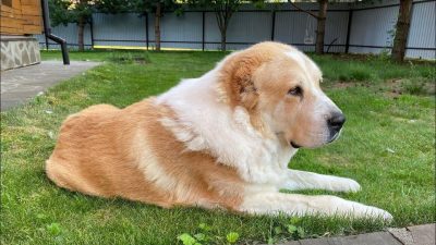 Oturan Buyuk Bekci Alabay Foto