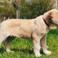 Yavru Alabay Kopegi Puppy Alabai Dog Yavru Alabay Kopegi Puppy Alabai Dog