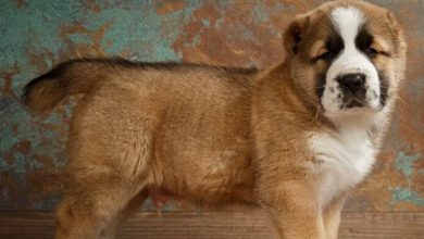 Yavru Orta Asya Turkmen Kopegi Yavru Orta Asya Turkmen Kopegi