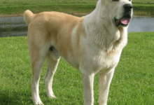 Yeşillik ve Orta Asya Türkmen Çoban Köpeği Alabay