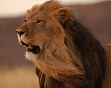 Aslan Disi
