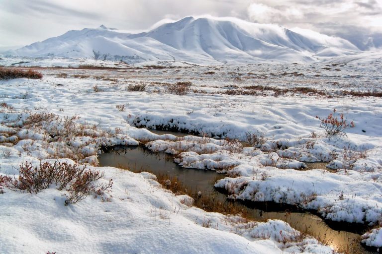Tundra Ekosistemleri