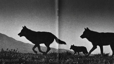 Kurtlar Kosarken Kapak Fotografi Kurtlar Koşarken Kapak Fotoğrafı