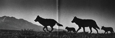 Kurtlar Koşarken Kapak Fotoğrafı