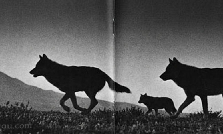 Kurtlar Koşarken Kapak Fotoğrafı